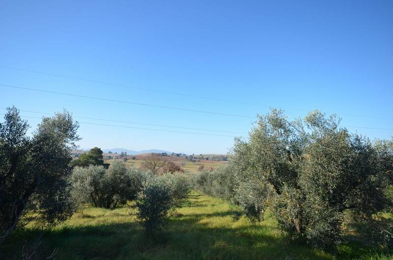 Terreno a Grosseto in Strada delle Casette di Mota - Foto 4