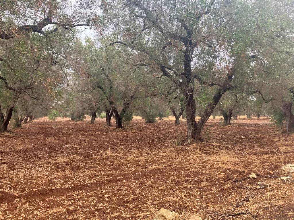 Terreno a Latiano - Foto 1
