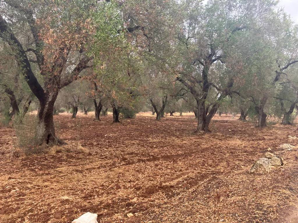 Terreno a Latiano - Foto 2