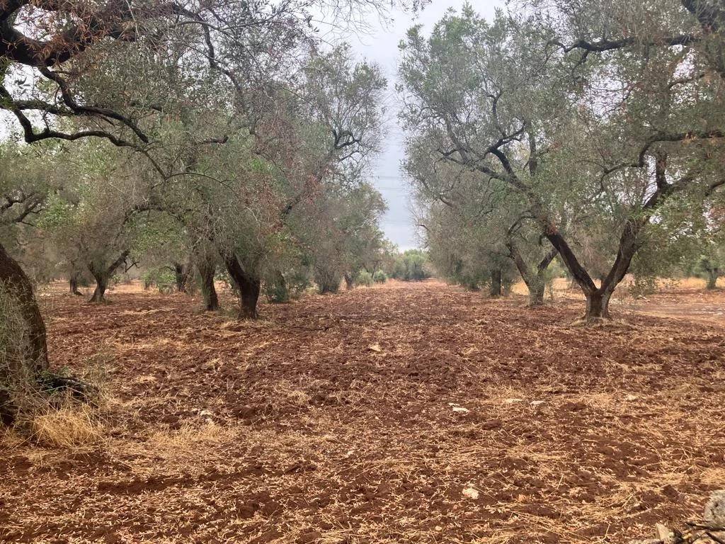 Terreno a Latiano - Foto 3