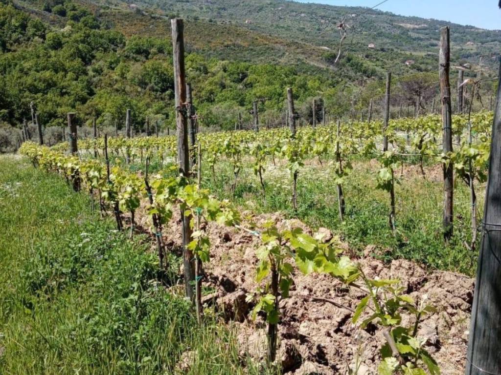 Terreno a Torchiara in Via Torchiara - Foto 2