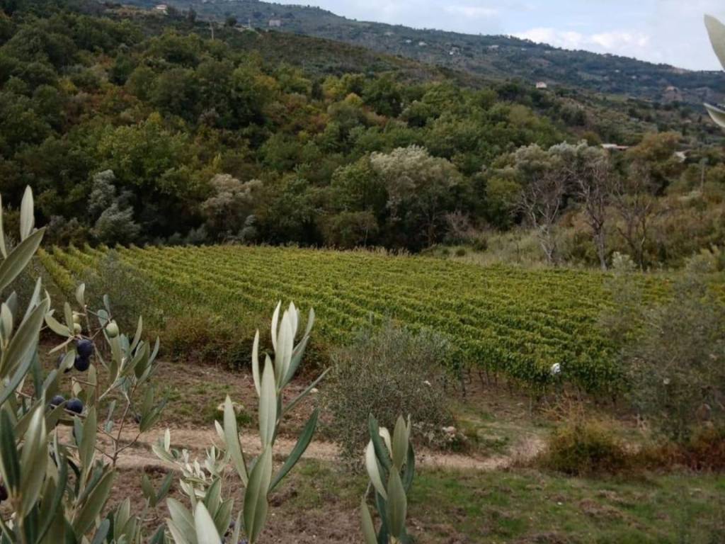 Terreno a Torchiara in Via Torchiara - Foto 3