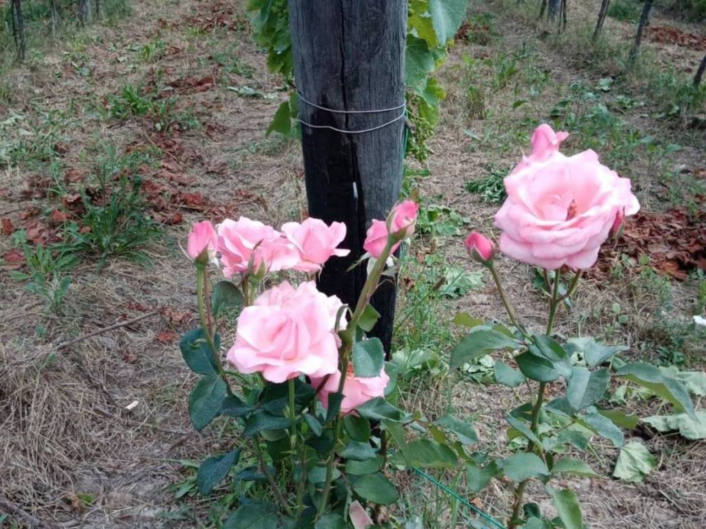 Terreno a Torchiara in Via Torchiara - Foto 4