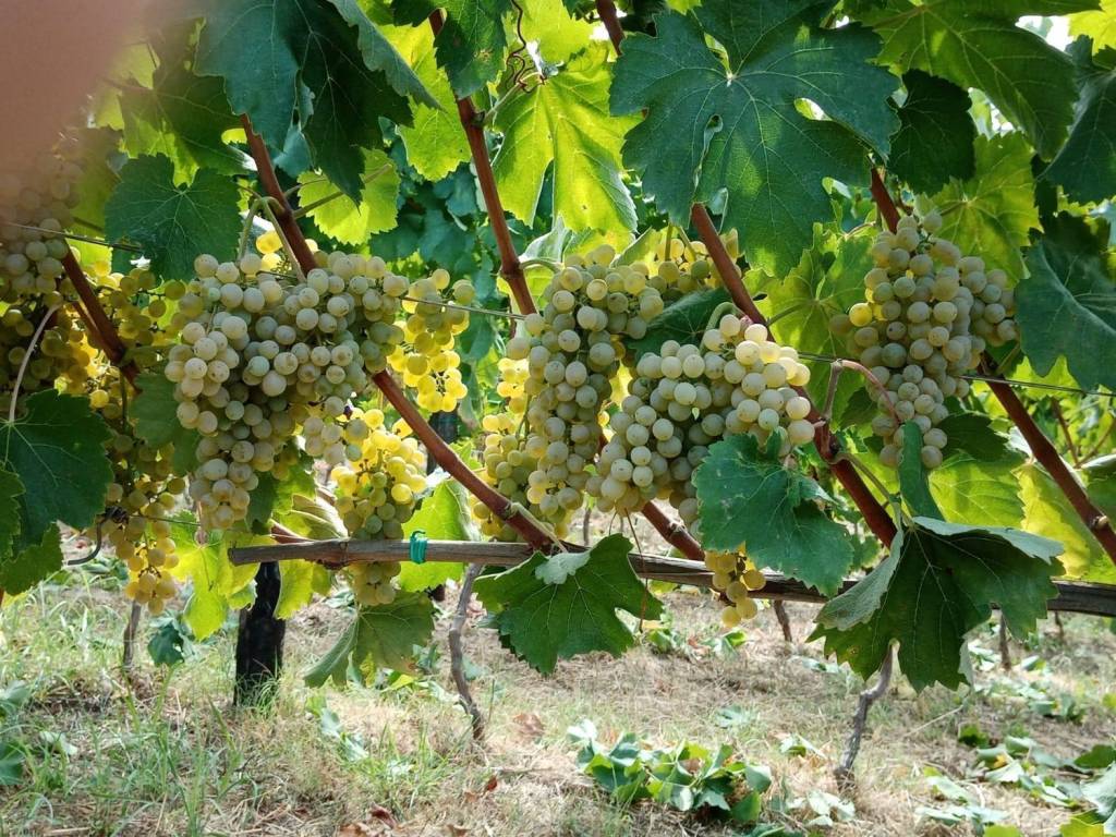 Terreno a Torchiara in Via Torchiara - Foto 5