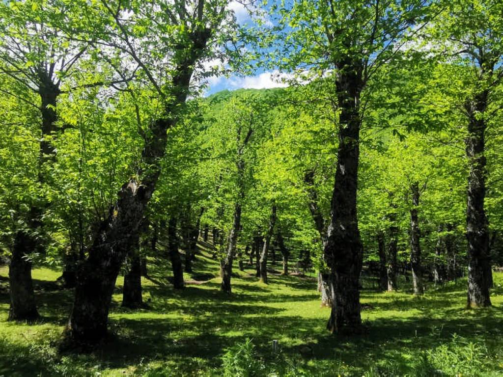 Terreno a Montella in Strada Statale del Monte Terminio - Foto 2