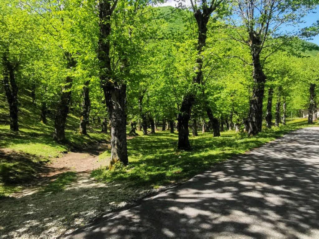 Terreno a Montella in Strada Statale del Monte Terminio - Foto 5