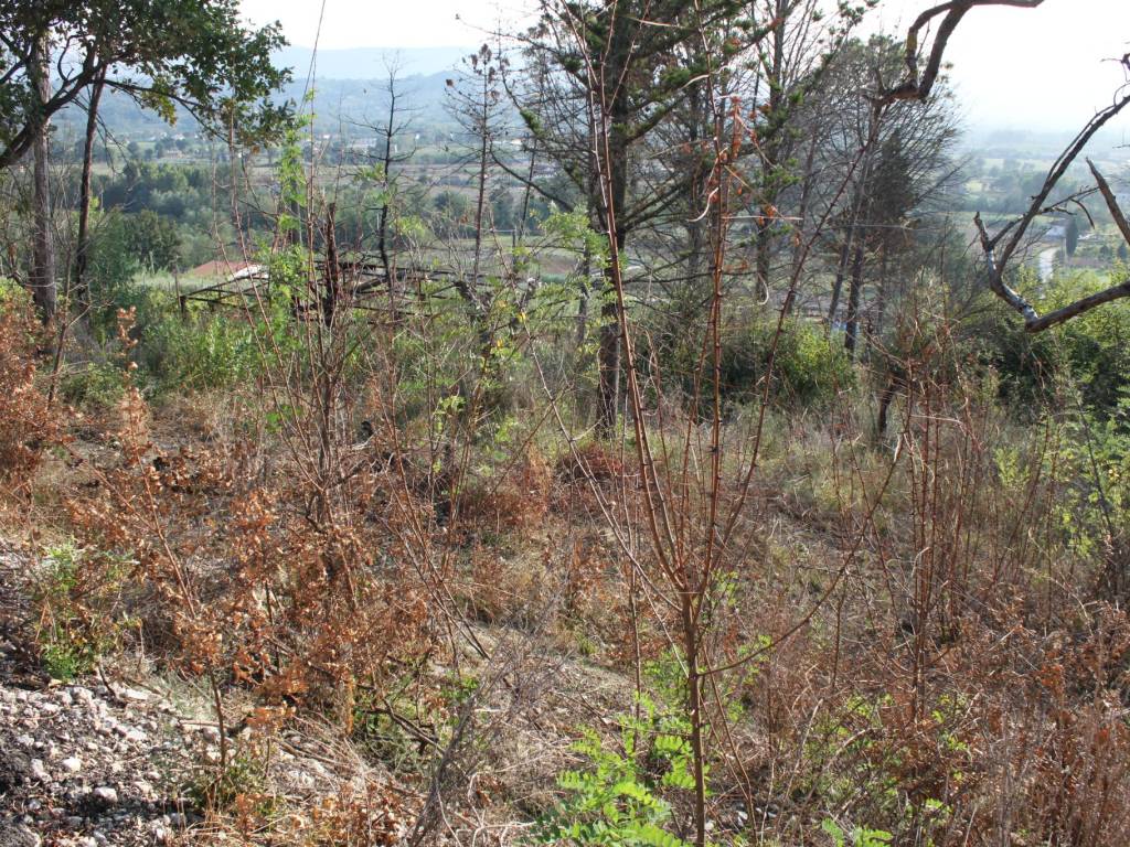 Terreno a Dugenta - Foto 2