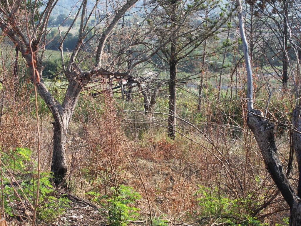 Terreno a Dugenta - Foto 5