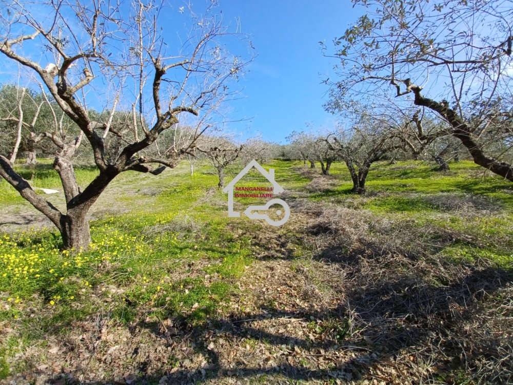 Terreno a Albanella in Via Monte Verde, 30 - Foto 4