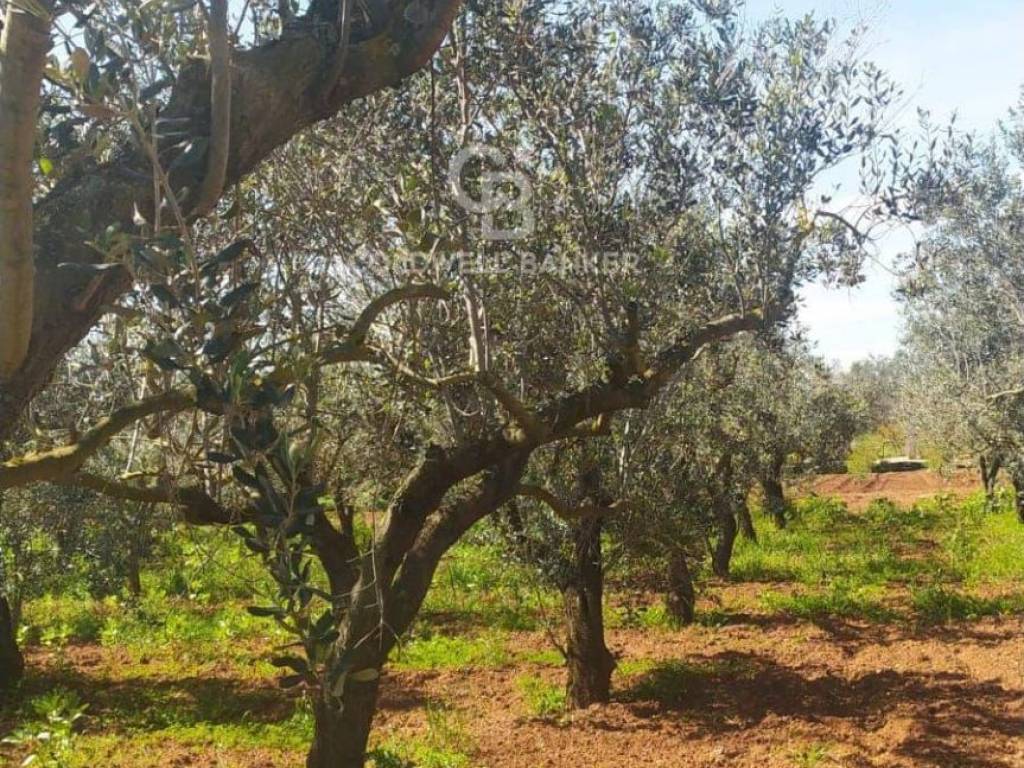 Terreno a Mesagne in Contrada Bosco Colombo - Foto 2