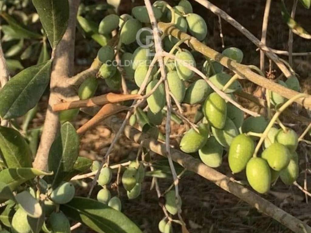 Terreno a Mesagne in Contrada Bosco Colombo - Foto 4