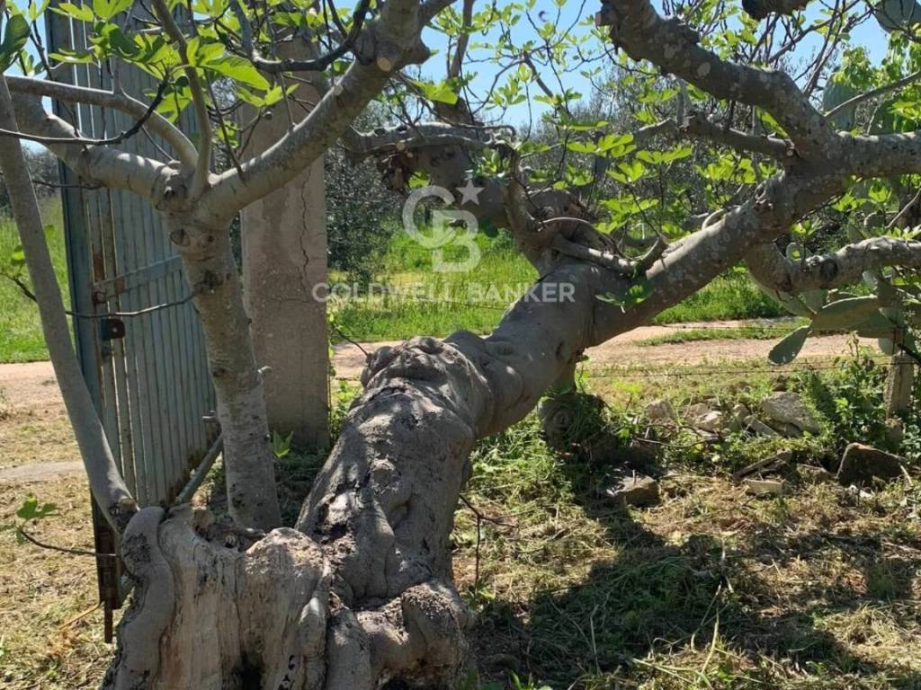 Terreno a Mesagne in Contrada Bosco Colombo - Foto 5