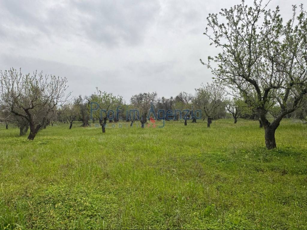 Rustico / casale a Carovigno - Foto 4