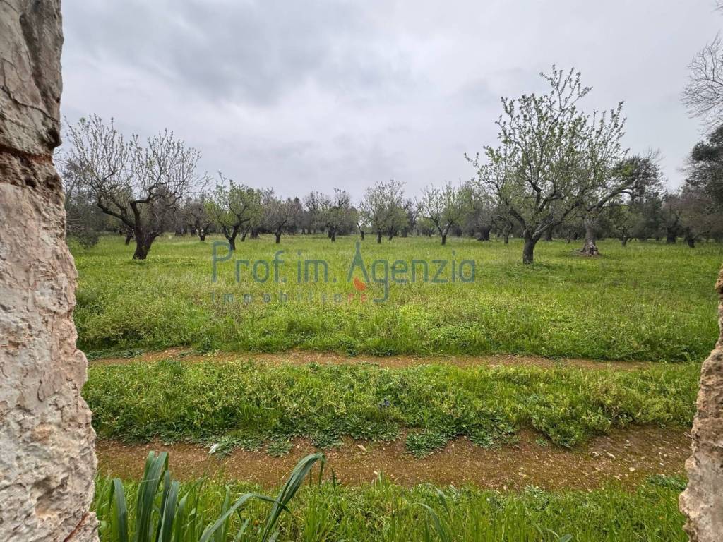 Rustico / casale a Carovigno - Foto 5