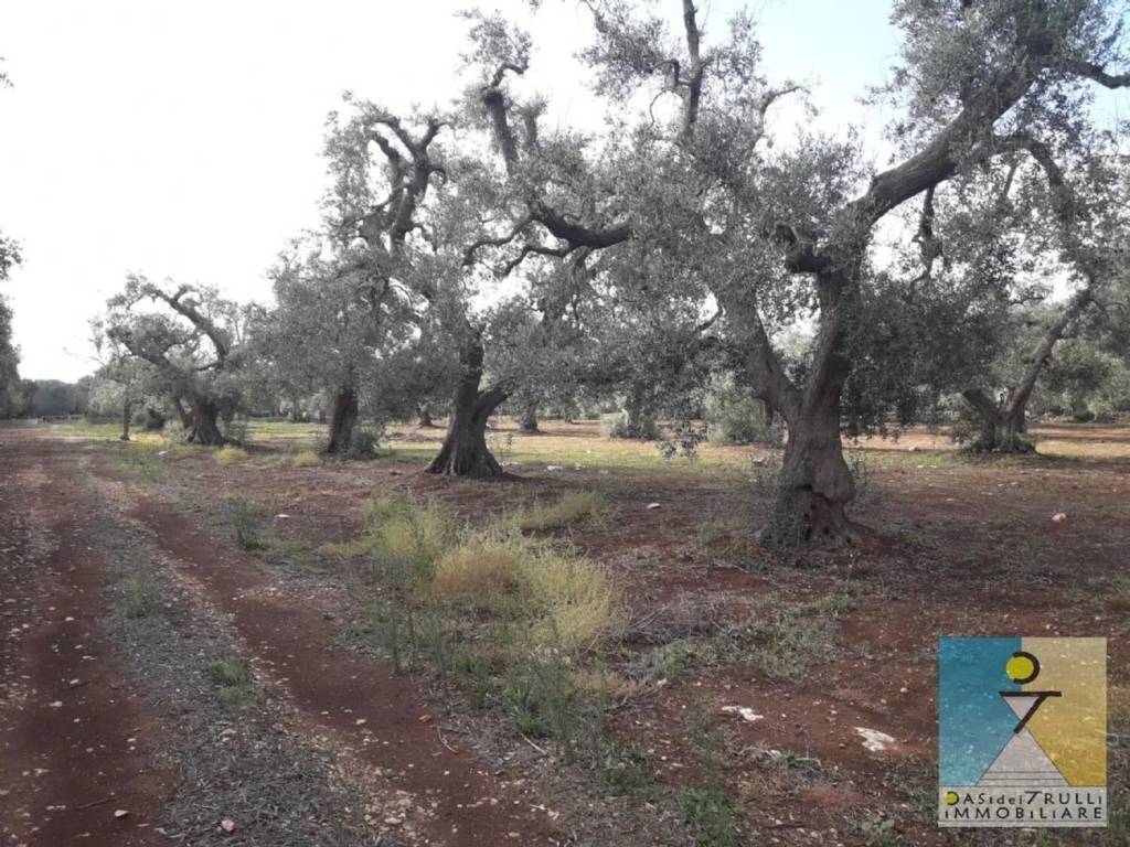 Rustico / casale a San michele salentino in San Michele Salentino, Contrada Augelluzzi S.N.C. - Foto 3