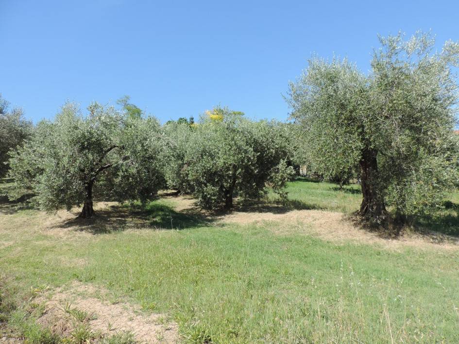 Terreno a Monte san vito - Foto 2