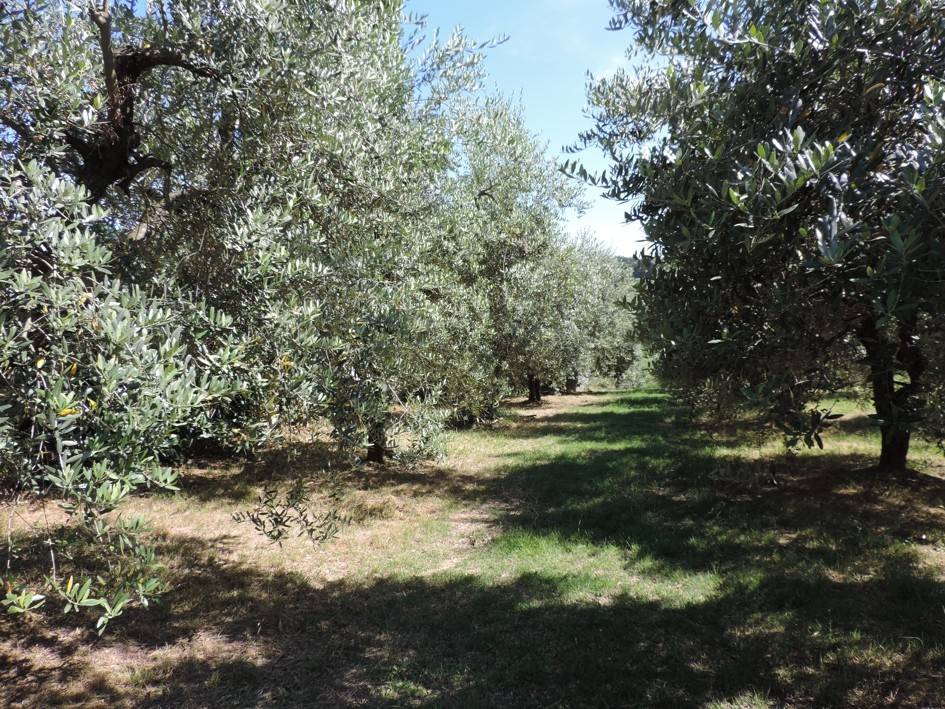 Terreno a Monte san vito - Foto 3