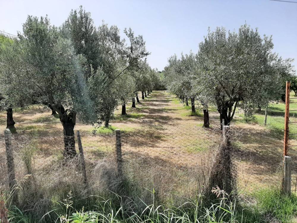Terreno a Lamezia terme in Località Scalfa - Foto 3