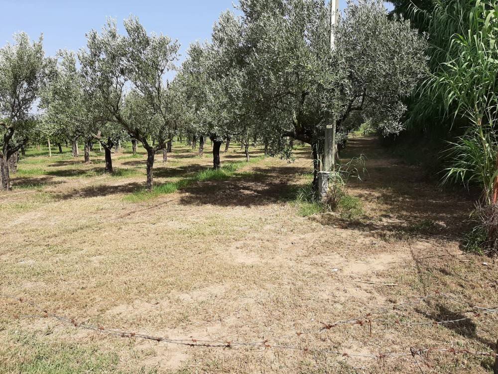 Terreno a Lamezia terme in Località Scalfa - Foto 3