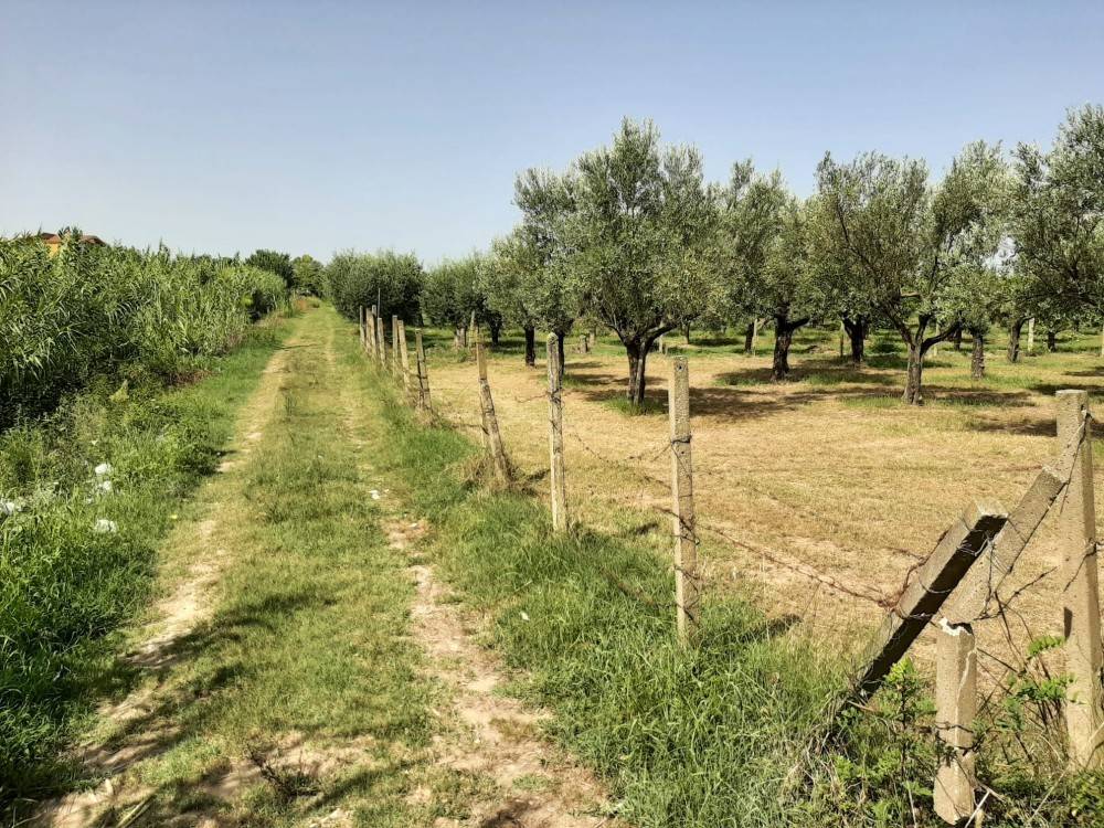 Terreno a Lamezia terme in Località Scalfa - Foto 4