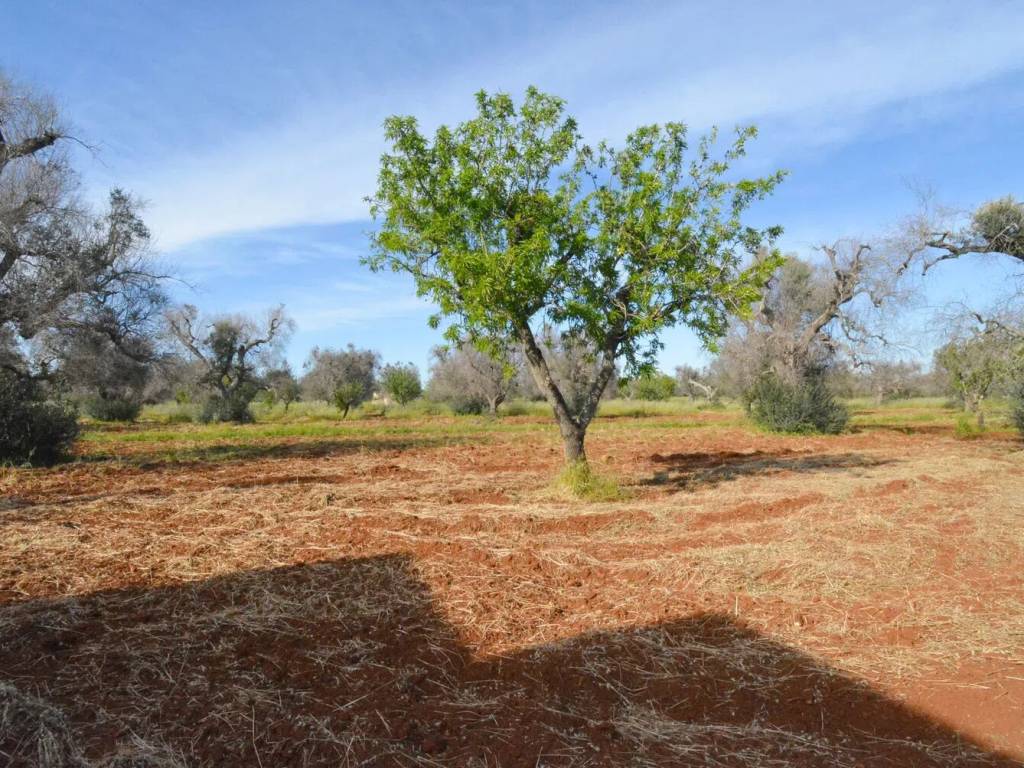 Rustico / casale a Carovigno - Foto 3