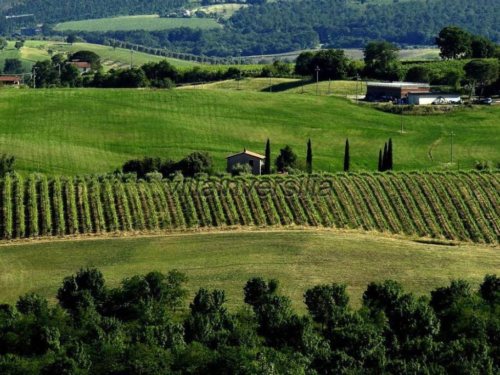 Terreno a Scansano - Foto 3