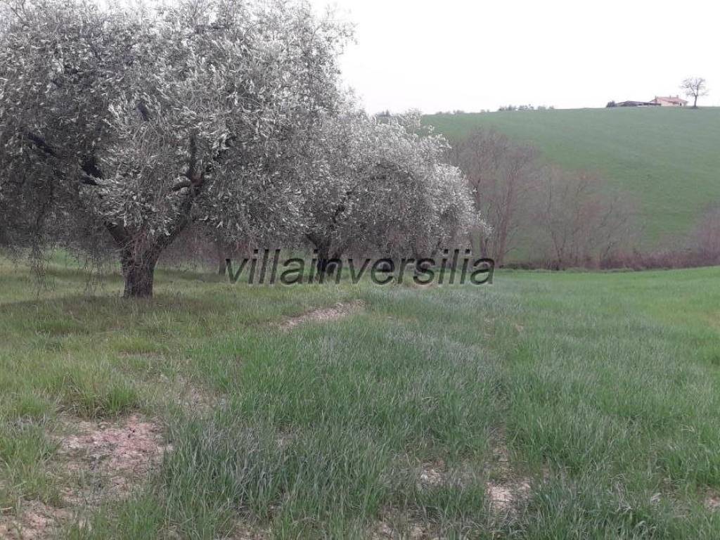 Rustico / casale a Manciano - Foto 2