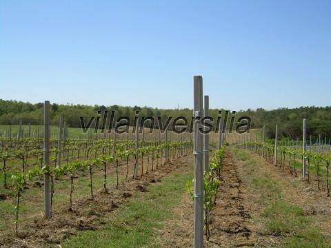 Terreno a Castiglione del lago - Foto 2
