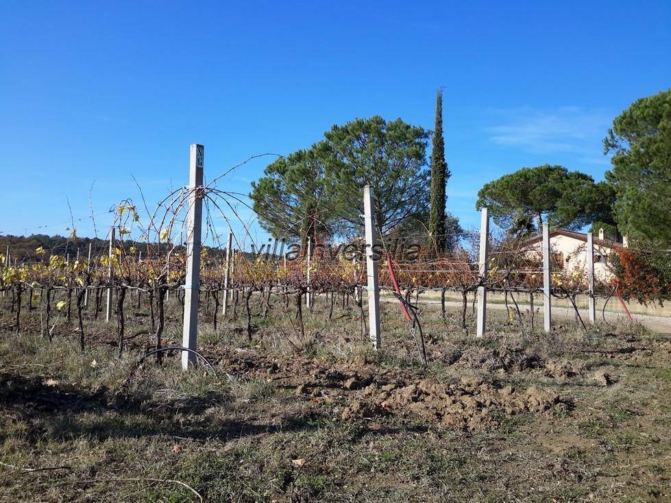 Terreno a Castiglione del lago - Foto 3