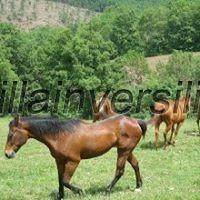 Terreno a Roccalbegna - Foto 4