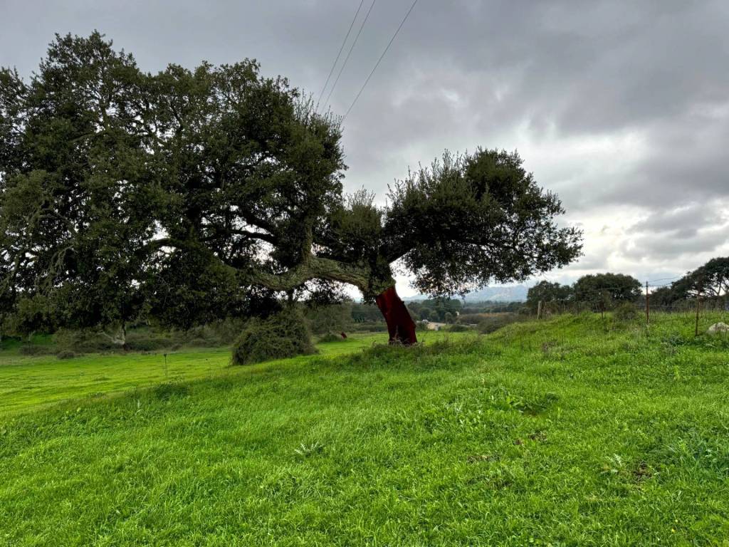 Terreno a Tempio pausania - Foto 4