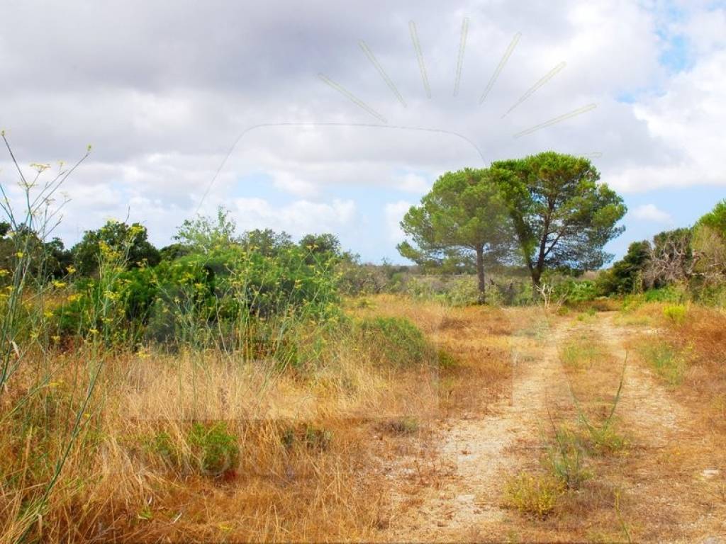 Terreno a Alessano in Strada Comunale Rovigliane Lacco - Foto 2