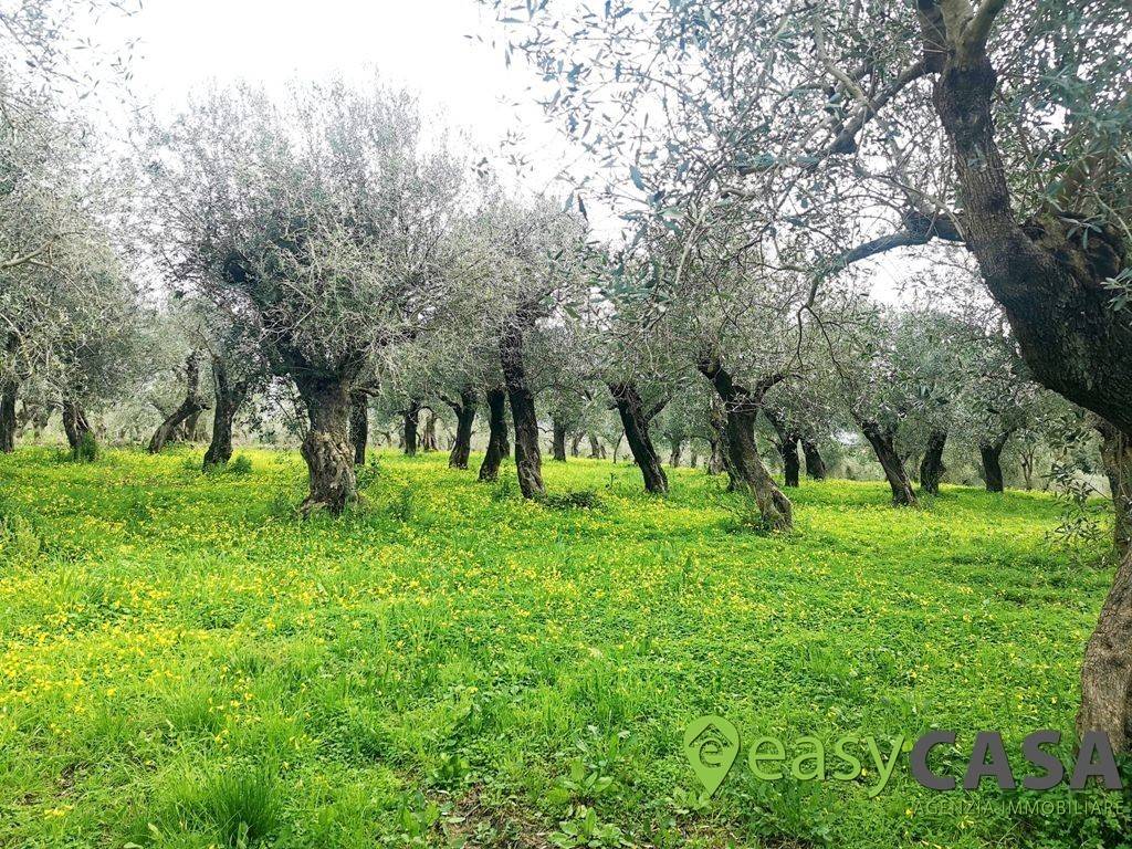 Terreno a Montecorvino rovella in Contrada Rezzaro - Foto 5