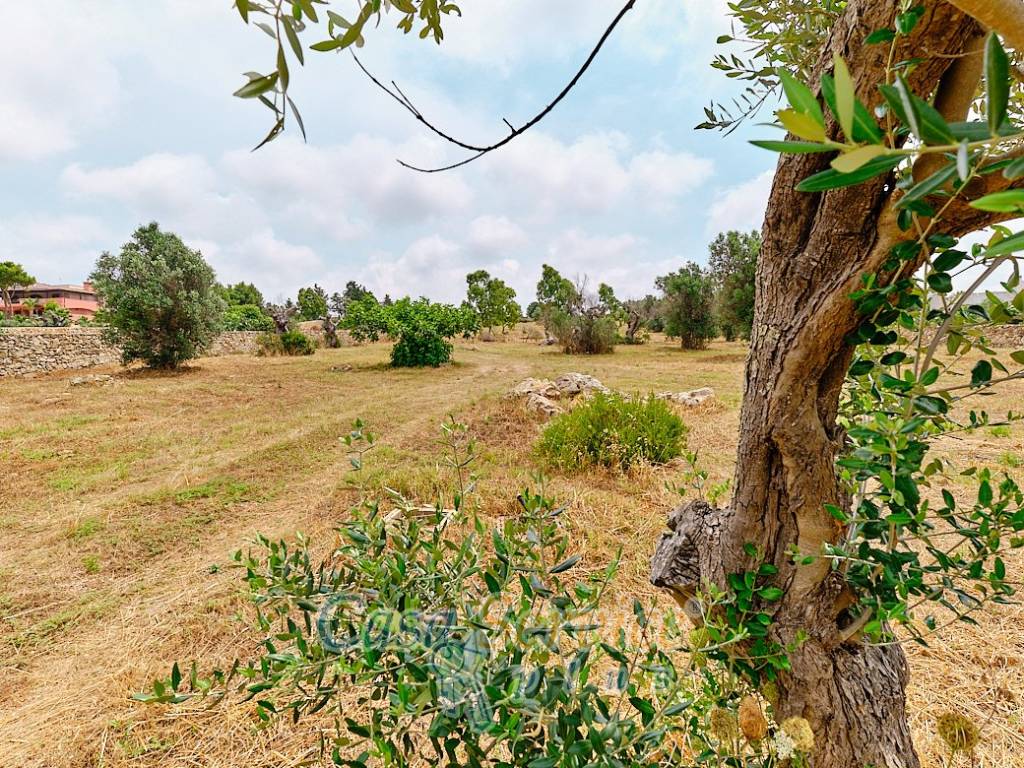 Terreno a Racale in Strada Comunale Fiumi Marina - Foto 4