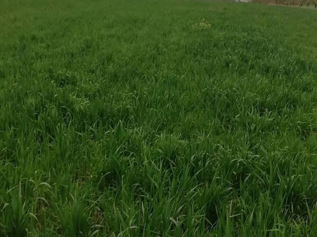 Terreno a Collecorvino - Foto 3