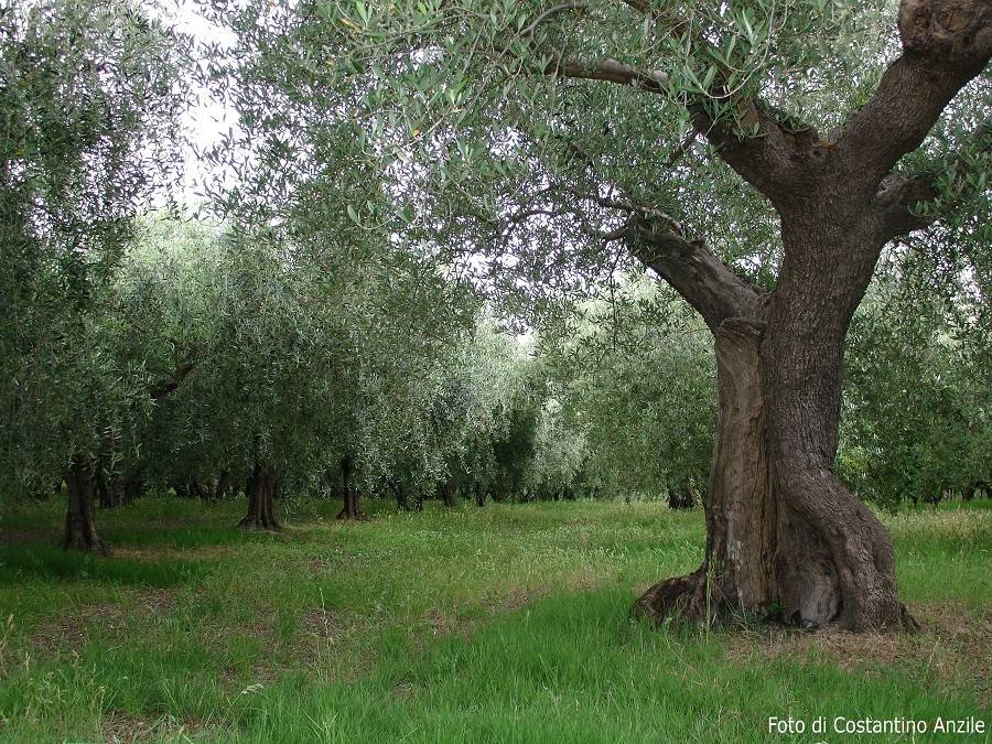 Rustico / casale a Recanati in Contrada Montefiore - Foto 5