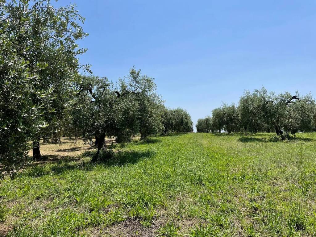 Terreno a Francavilla al mare in Piattelli - Foto 5