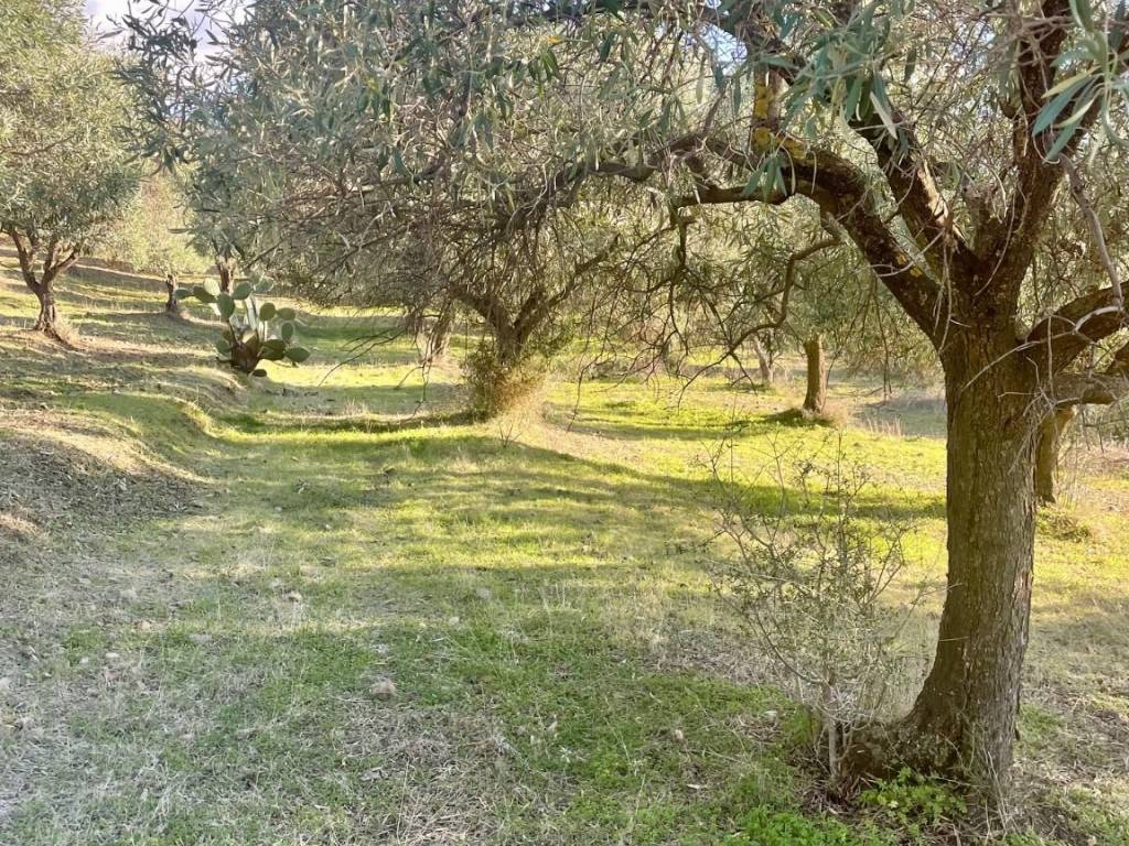Terreno a Dolianova in Corso Repubblica - Foto 2
