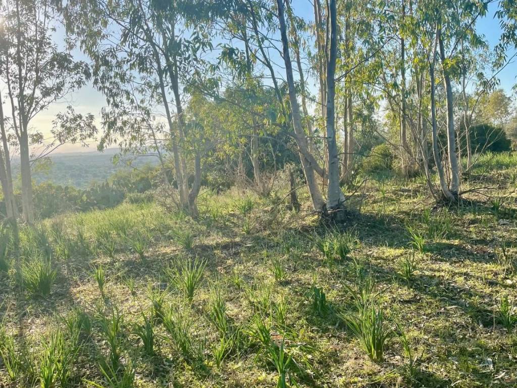Terreno a Dolianova in Corso Repubblica - Foto 5