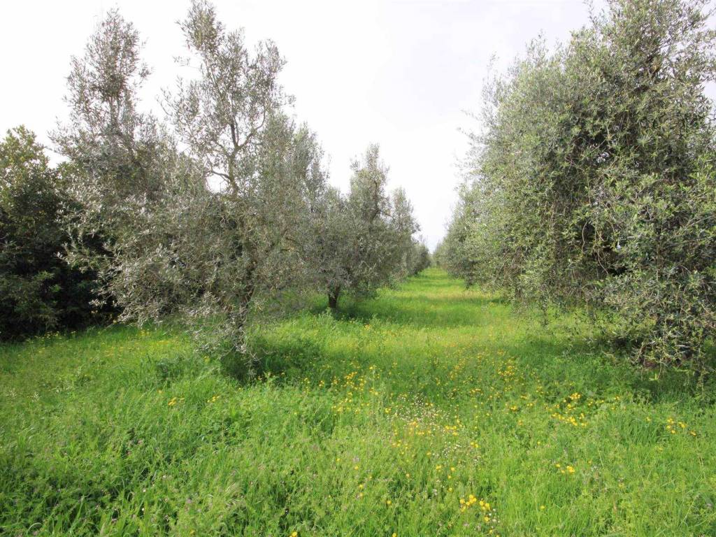 Rustico / casale a Castagneto carducci - Foto 3