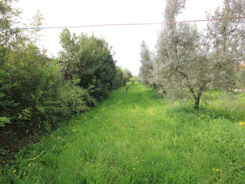 Rustico / casale a Castagneto carducci - Foto 4