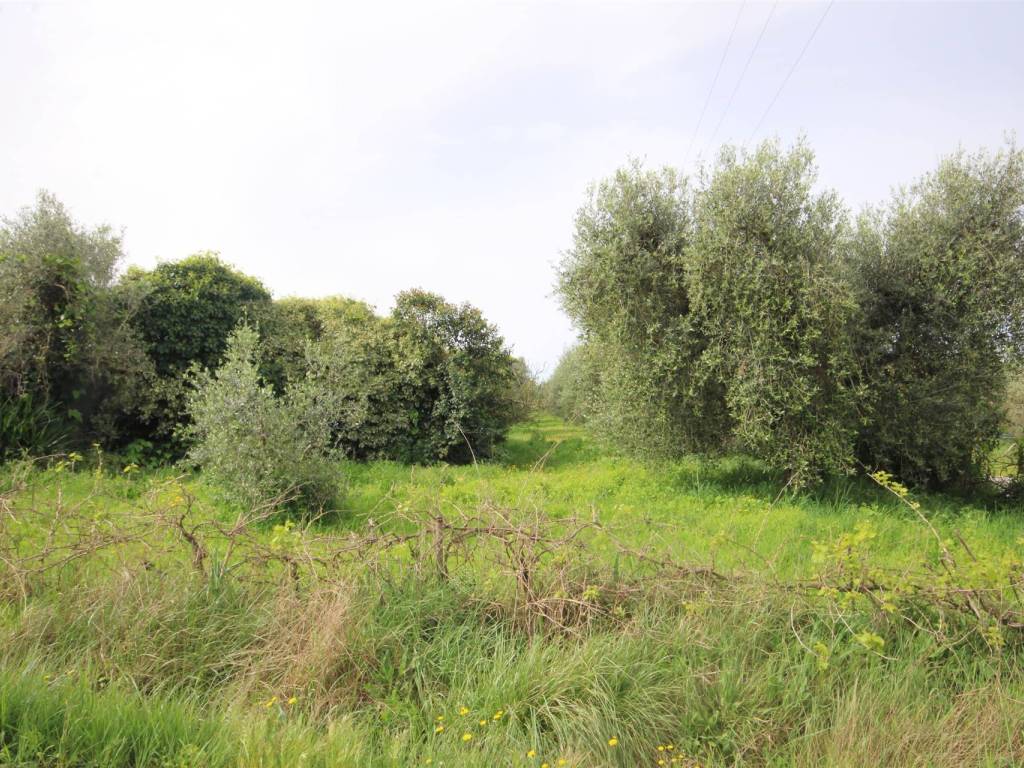 Rustico / casale a Castagneto carducci - Foto 5