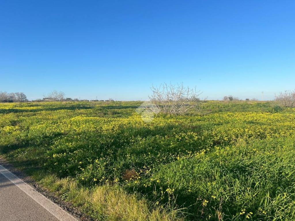 Terreno a Carovigno in Contrada serranova - Foto 3