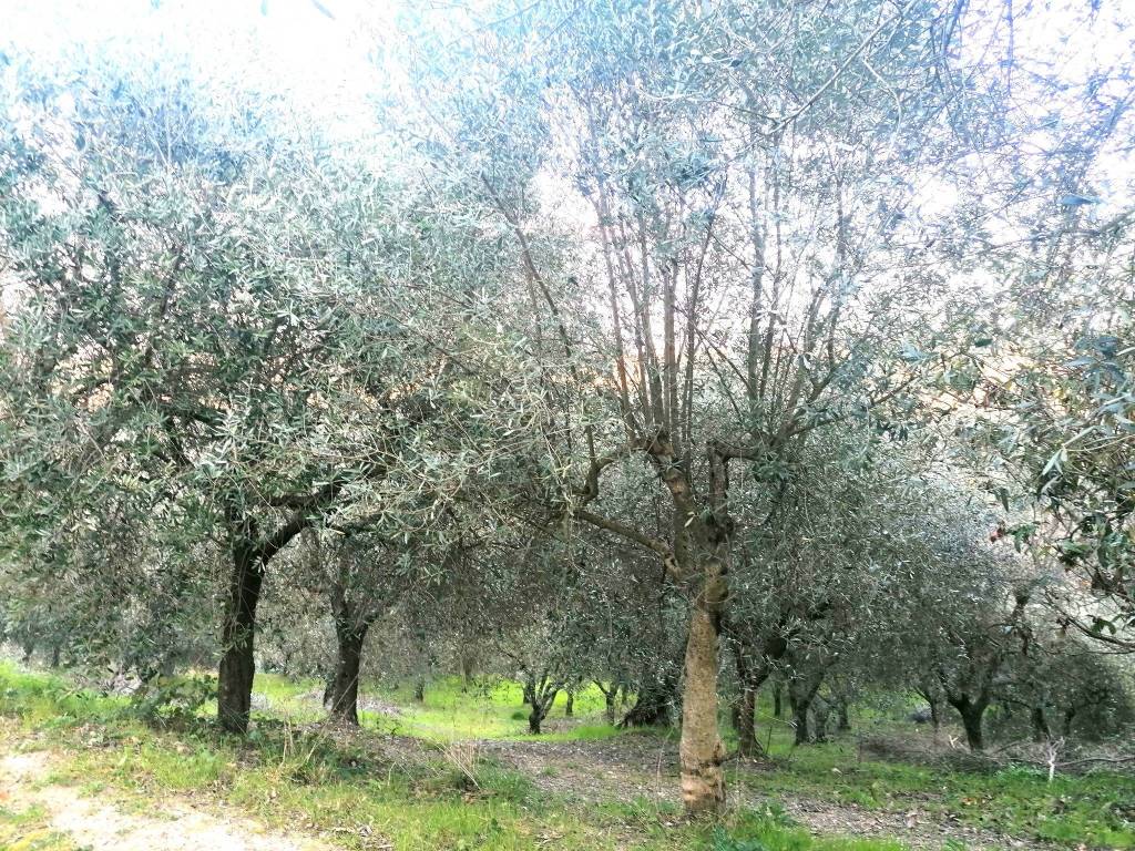 Rustico / casale a Campoli del monte taburno in Via San Nicola Vecchio, 4 - Foto 5