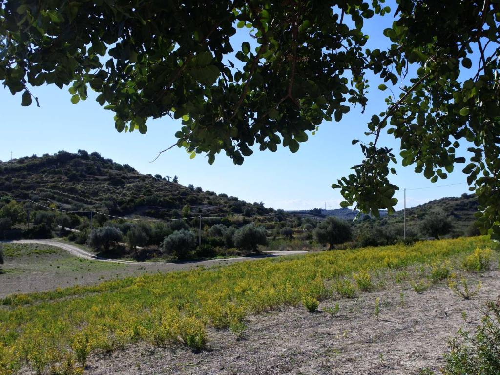 Terreno a Avola in contrada Bochini - Foto 3