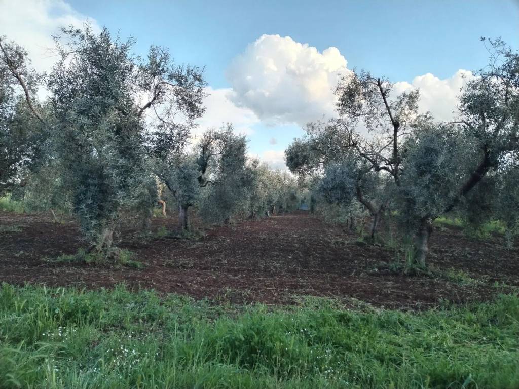Terreno a Cori in Via Monsignore S.N.C. - Foto 2