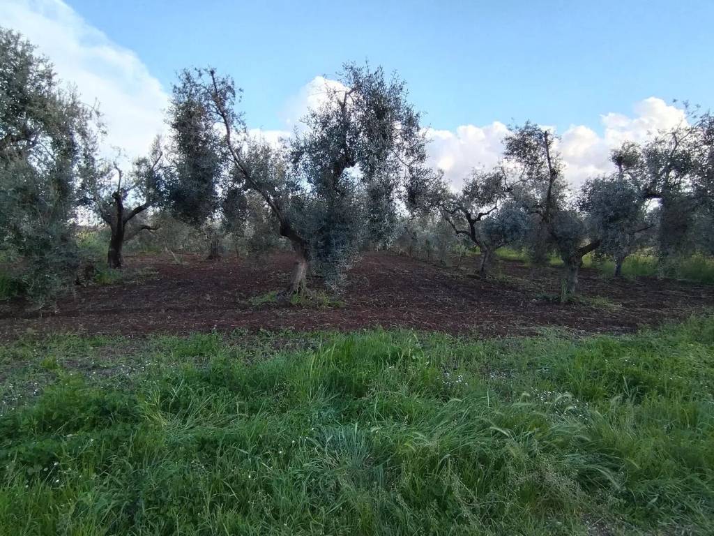 Terreno a Cori in Via Monsignore S.N.C. - Foto 3