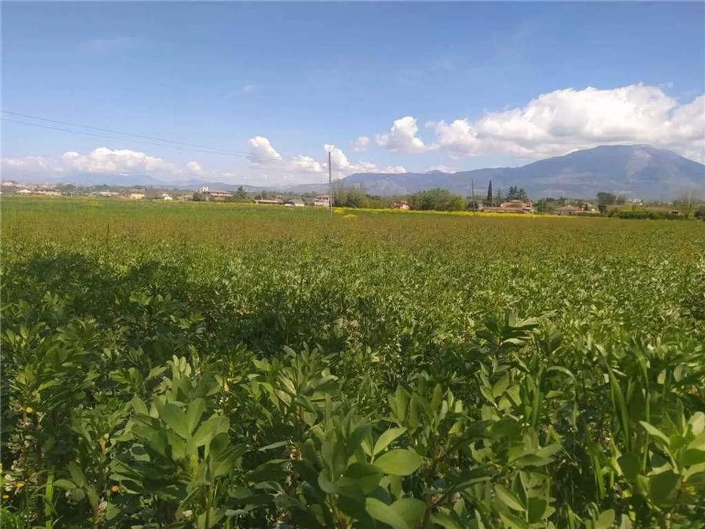 Terreno a Pontecorvo - Foto 4