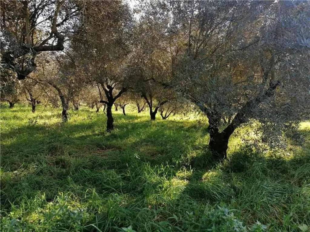 Rustico / casale a Pontecorvo - Foto 5