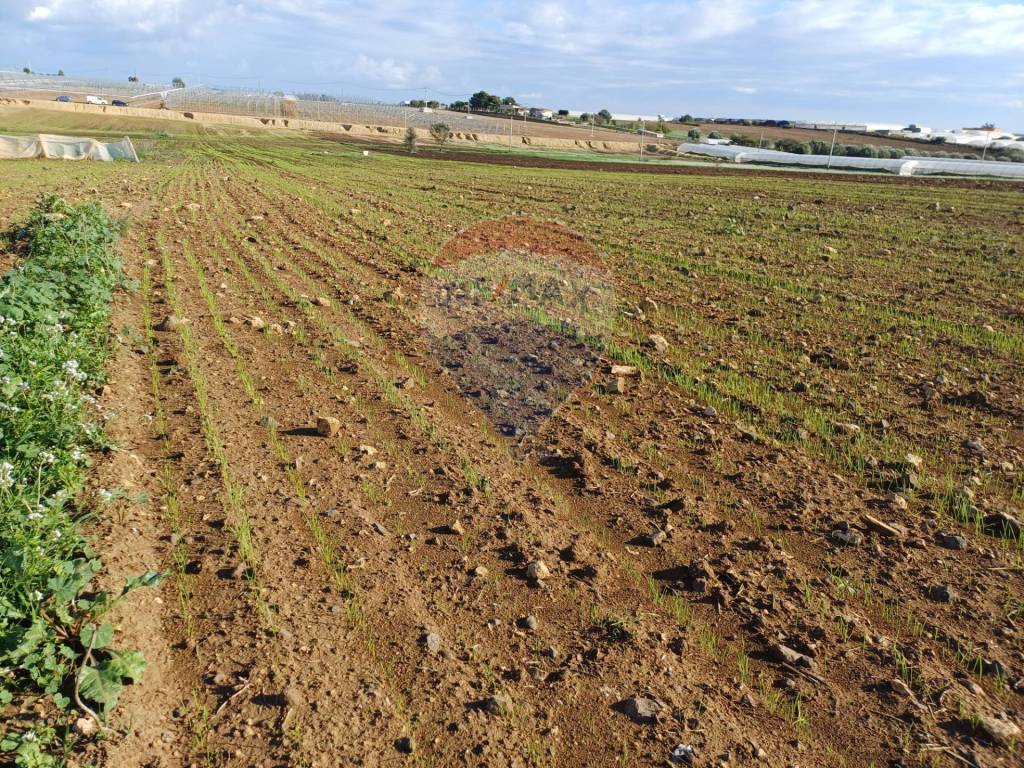 Terreno a Pachino in CONTRADA COZZO CROCE - Foto 4
